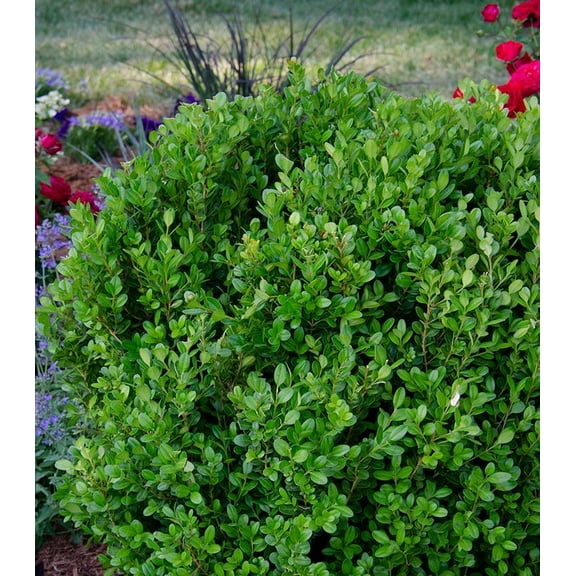 Freedom NewGen Boxwood-Compact Evergreen Shrub-Ideal for Topiary and Container Gardening  3 Gallon