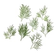 thumbnail image 1 of DOLITY 10Pcs Natural Pressed Dried Flowers &Leaves Making Materials For DIY Arts Crafts 03, 1 of 7