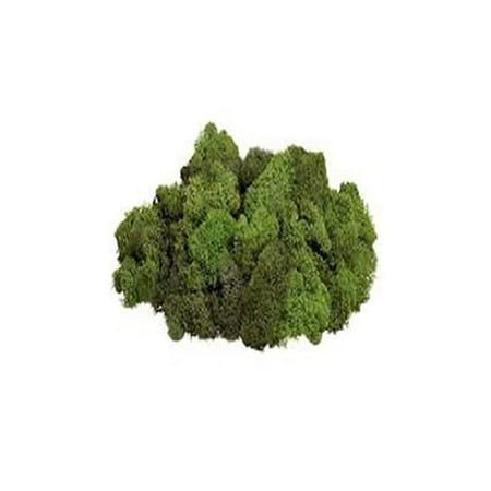 3 oz Reindeer Green Terrarium Moss