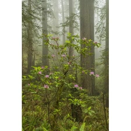 USA, California, Redwoods NP. Fog and Rhododendrons in Forest Print Wall Art By Cathy & Gordon (Best Redwood Forest In California)