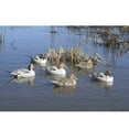 thumbnail image 5 of Avery/GHG GHG Pro-Grade XD Series Pintail Harvester Duck Decoys, 6 Pack, 5 of 5