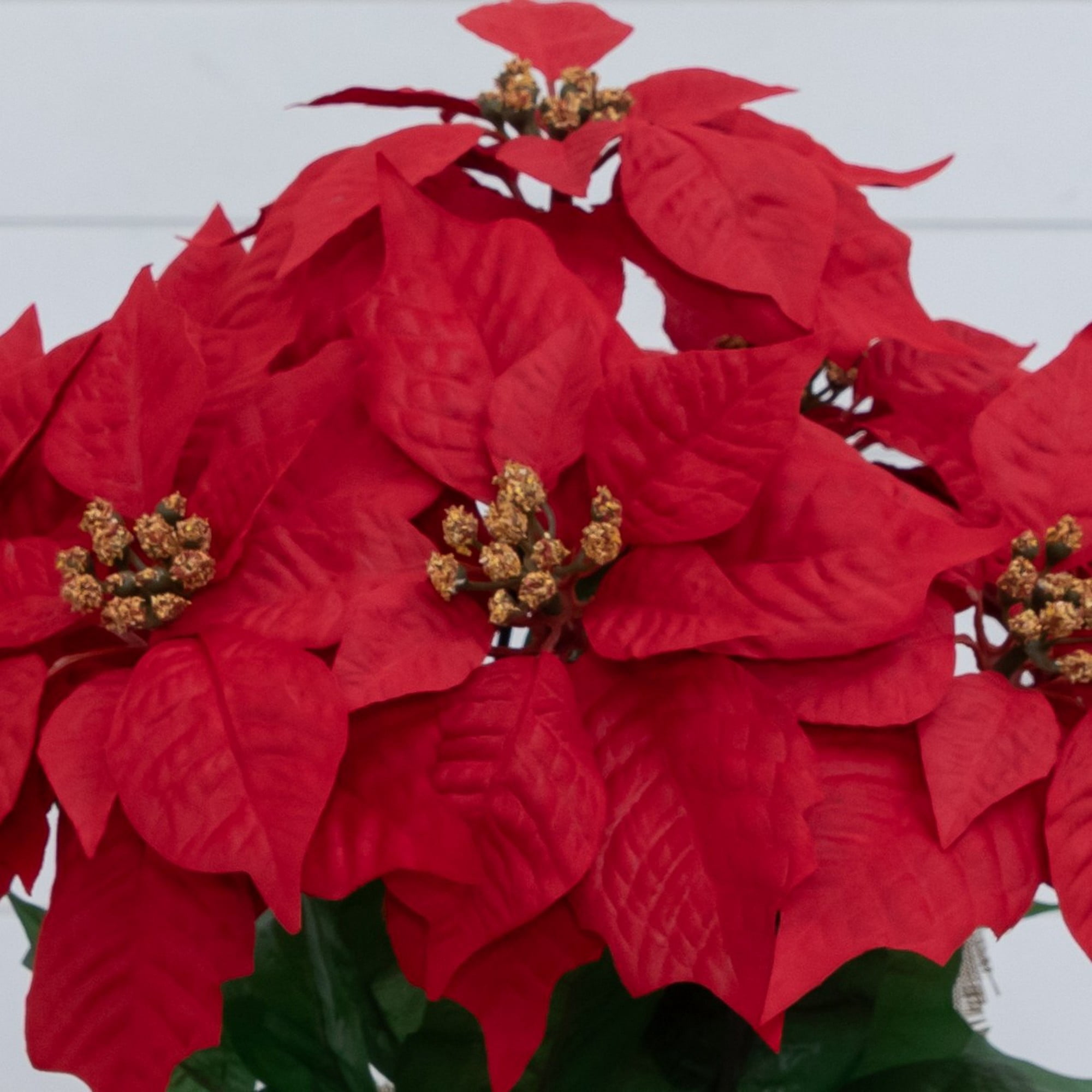 16in. Artificial Poinsettia Arrangement in Burlap Planter