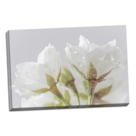 Gango Home Decor Contemporary White Cherry Blossoms IV by Kathy Mahan (Ready to Hang); One 36x24in Hand-Stretched Canvas