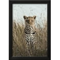 thumbnail image 2 of African Leopard Panthera pardus pardus adult female, stalking in long grass, Masai Mara, Kenya, Framed Art Print Wall Art by Elliott Neep Sold by Art.Com, 2 of 5
