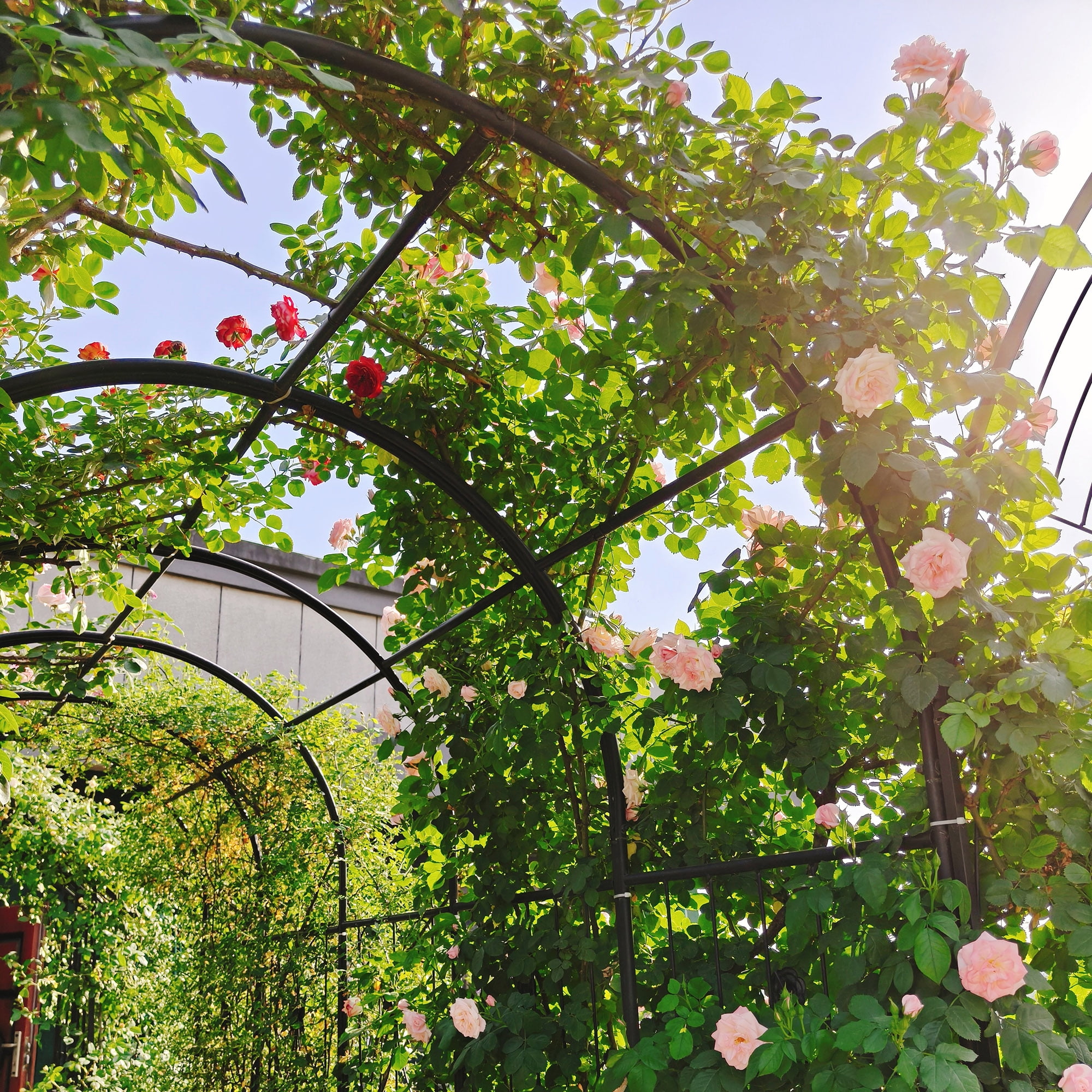 Metal Garden Arch with Plant Stands 79.5" Wide x 86.6" High Climbing Plants Support Rose Arch Outdoor Black