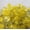 Lemon Catseye, variant on Glass Gaming Stones Chessex Azure (20)