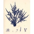 thumbnail image 4 of Gango Home Decor Blue Botanical Study I Lovely Vintage Flowers; Four 8x10in Art Prints in Brown Frames, 4 of 7