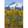 thumbnail image 2 of Paulson, Don 13x18 Gold Ornate Wood Framed with Double Matting Museum Art Print Titled - USA, Colorado Fall aspens and mountain, 2 of 4