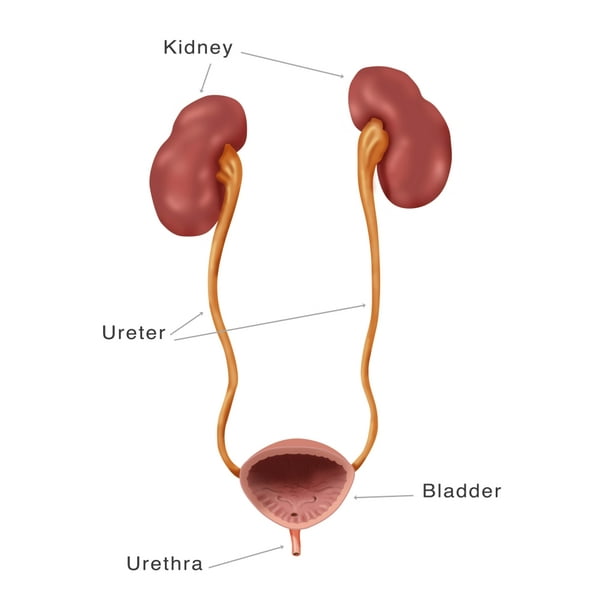 Kidneys Ureter & Urinary Bladder Illustration Stretched Canvas Monica