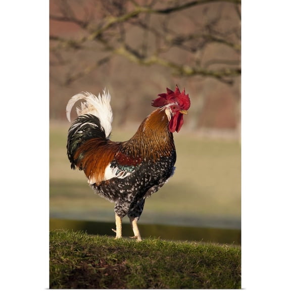 Great BIG Canvas | "Rooster, Northumberland, England" Art Print - 32x48