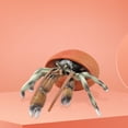 thumbnail image 3 of Dvkptbk Children's Simulation Marine Life Model Solid Hermit Crab Animal Model Decoration Toys, 3 of 5