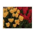 thumbnail image 2 of Gango Home Decor Tulips by Ike Leahy (Printed on Paper); One 24x18in Fine Art Paper Giclee Print, 2 of 4