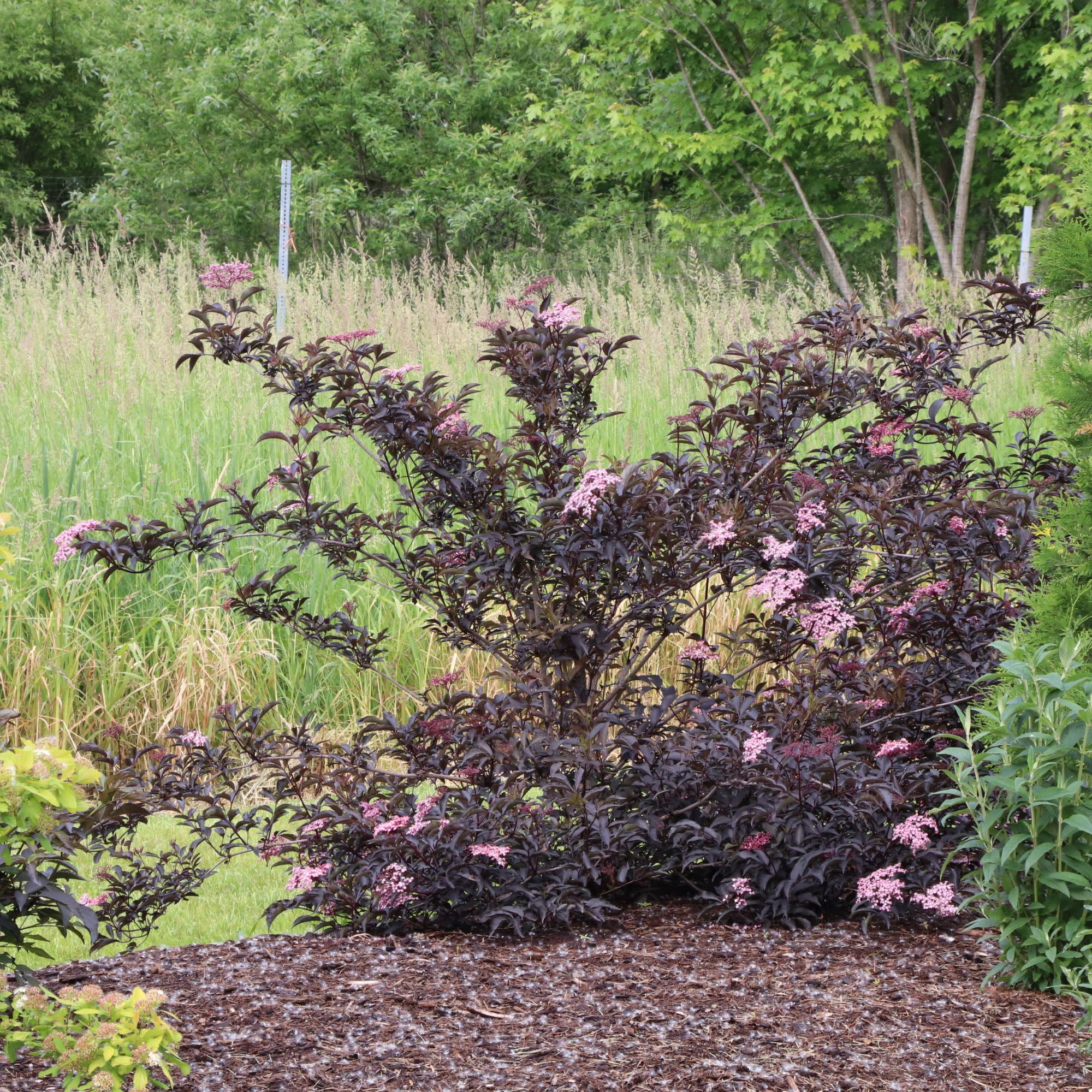Proven Winners ColorChoice 5" Purple Pink Pony Elderberry Live Plant in 4.5" Pot (4 Count)