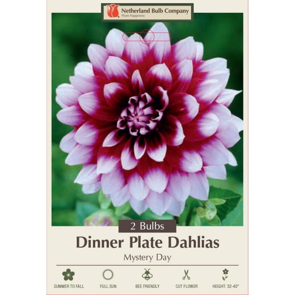 Mystery Day Decorative Dahlia - 2 Bulb Clumps - Deep Burgundy!