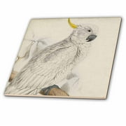 3dRose, Pretty White and Yellow Parrot, 6 Inch Ceramic Tile