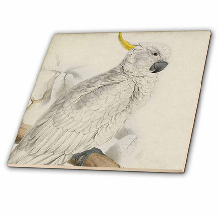 3dRose, Pretty White and Yellow Parrot, 6 Inch Ceramic Tile