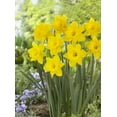 thumbnail image 1 of TASC Narcissi Trumpet Dutch Master, 1 of 2