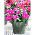 thumbnail image 3 of Seedville 100 Dwarf Rose Periwinkle Flower Seeds, 3 of 7