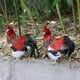 thumbnail image 2 of Conjunto De 2 Modelos De Animales De Granja Juguete Simulación Gallo Animales De Acción Modelo Niños Aprendizaje Educativo Juguetes, 2 of 8