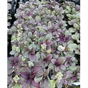 Burgundy Glow Ajuga 48 Plants - Carpet Bugle - Very Hardy -1 3/4" Pots