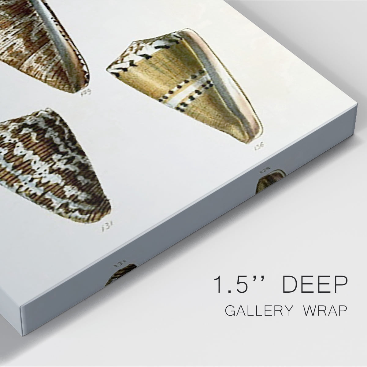 Cone Shell Collection V Premium Gallery Wrapped Canvas - Ready to Hang