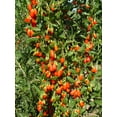 thumbnail image 2 of TomorrowSeeds - Goji Berry Tree Seeds - 200+ Count - For 2026 Planting Lycium Chinense Superfood, 2 of 7