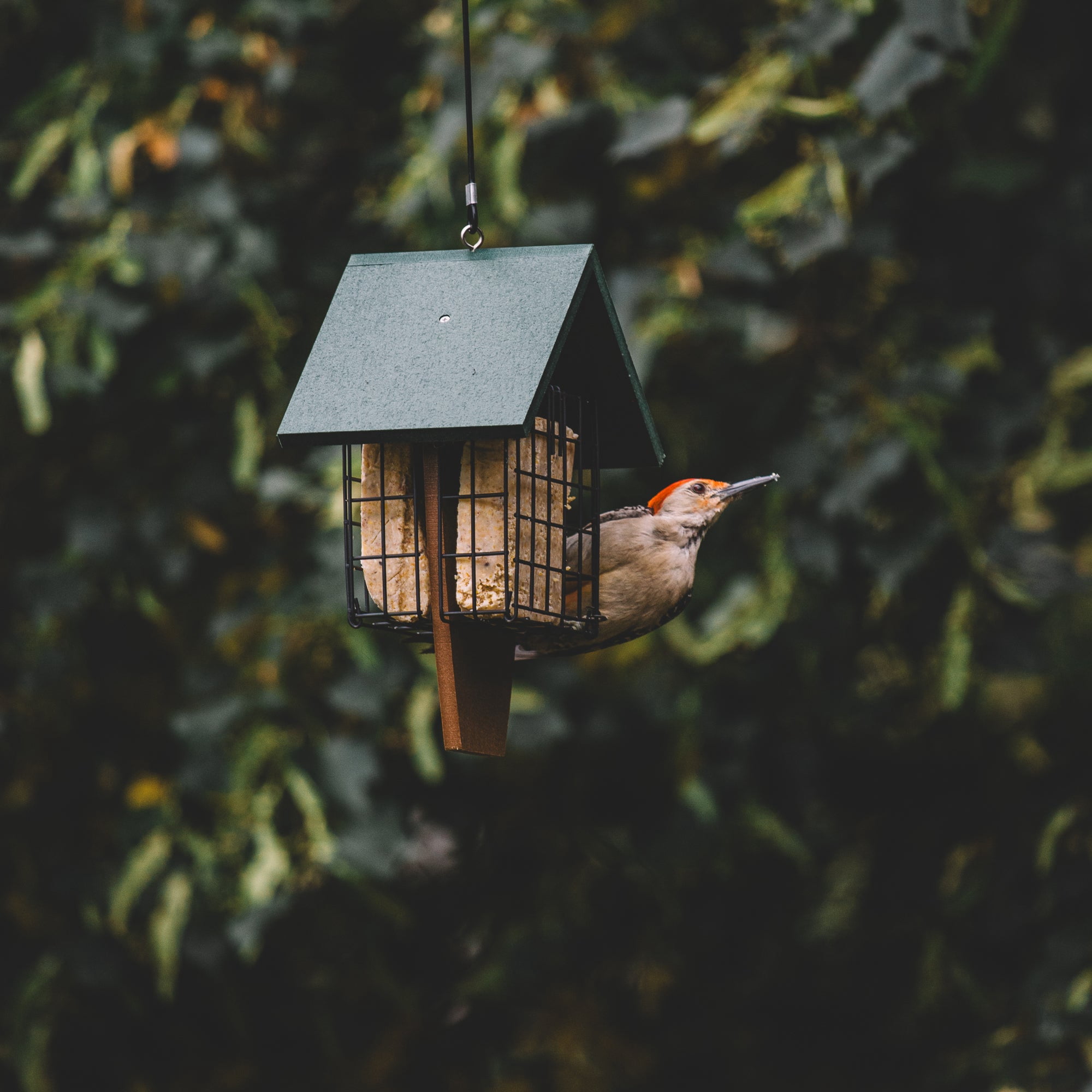 Backyard Expressions SAWTOOTH Plastic Lumber Bird Feeder w/ Suet Cages