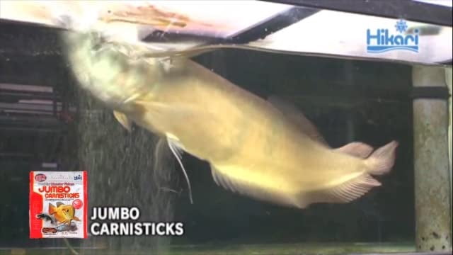 Hikari Jumbo Carnisticks Large Breed Fish Food, 17.6 Oz