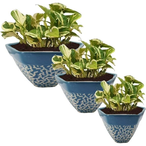 India Meets India Ceramic Flower Pot Planter Indoor Outdoor Planter Handicraft by Awarded Indian Artisan (Blue, Set of 3)