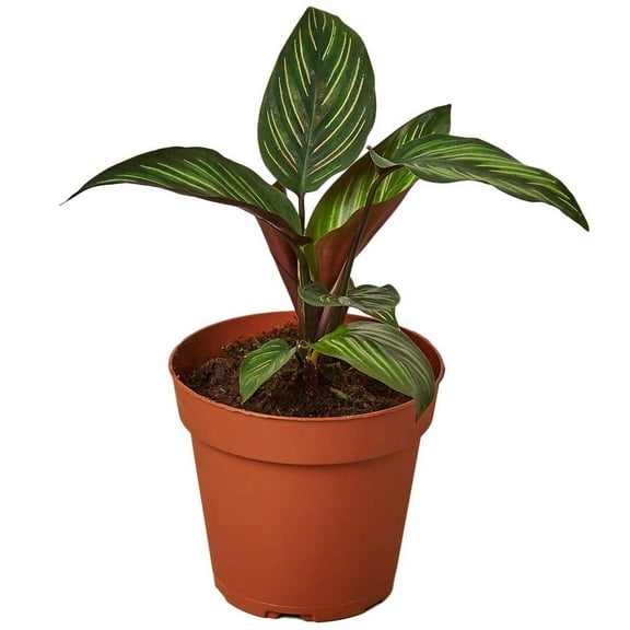 Calathea Beauty Star Live Plant for Indoor | Different Houseplants in 4'' & 6'' Pot | Real House Plant for Living Room, Office, Desk & Bathroom | Peacock Plant | Zebra Plant
