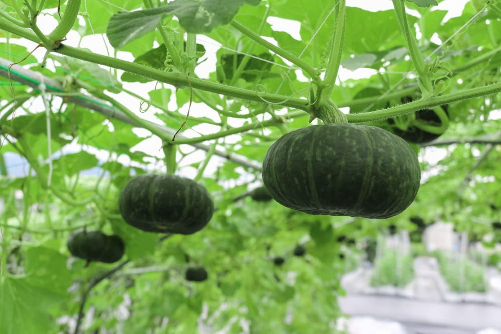 Pumpkin Seeds for Planting 20 Seeds Easy to Grow, Made in USA