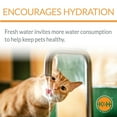 thumbnail image 5 of K&H Pet Products CleanFlow Filtered Water Bowl for Cats Granite 80 Ounce Bowl + 90 Ounce Reservoir, 5 of 10