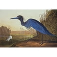 thumbnail image 2 of Blue Crane Or Heron Poster Print by John James Audubon, 2 of 2