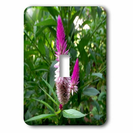 Flamingo Switchplate - 3dRose Flamingo feather Celosia, Single Toggle Switch