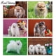 thumbnail image 2 of Bordado de diamantes redondos y cuadrados, animales de perro Spitz, bricolaje, pintura de diamante 5D, punto de cruz, diamantes de imitación, decoración del hogar, FS6607, 2 of 5