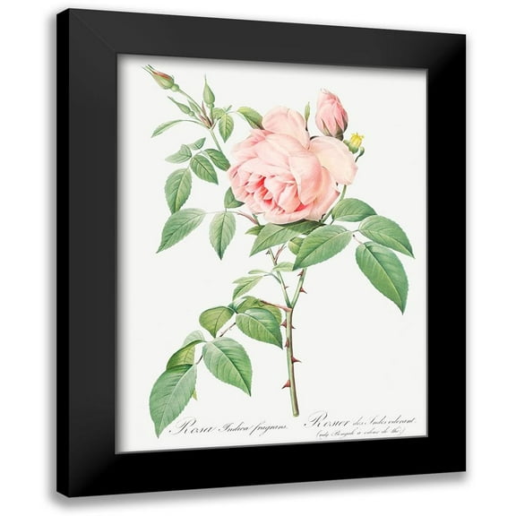 Redoute, Pierre Joseph 12x14 Black Modern Framed Museum Art Print Titled - Rosa indica fragrans, Fragrant Rosebush