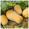 thumbnail image 2 of - 1/4 lb Waltham Butternut Winter Squash Seeds - Gold Vault Bulk Seed Packet, 2 of 3