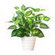 thumbnail image 2 of Planta artificial en maceta de 11 pulgadas de alto, de plástico verde, para decoración del hogar, oficina, mesa, escritorio, vestíbulo, interior, 1 pieza,Vsgery, 2 of 9