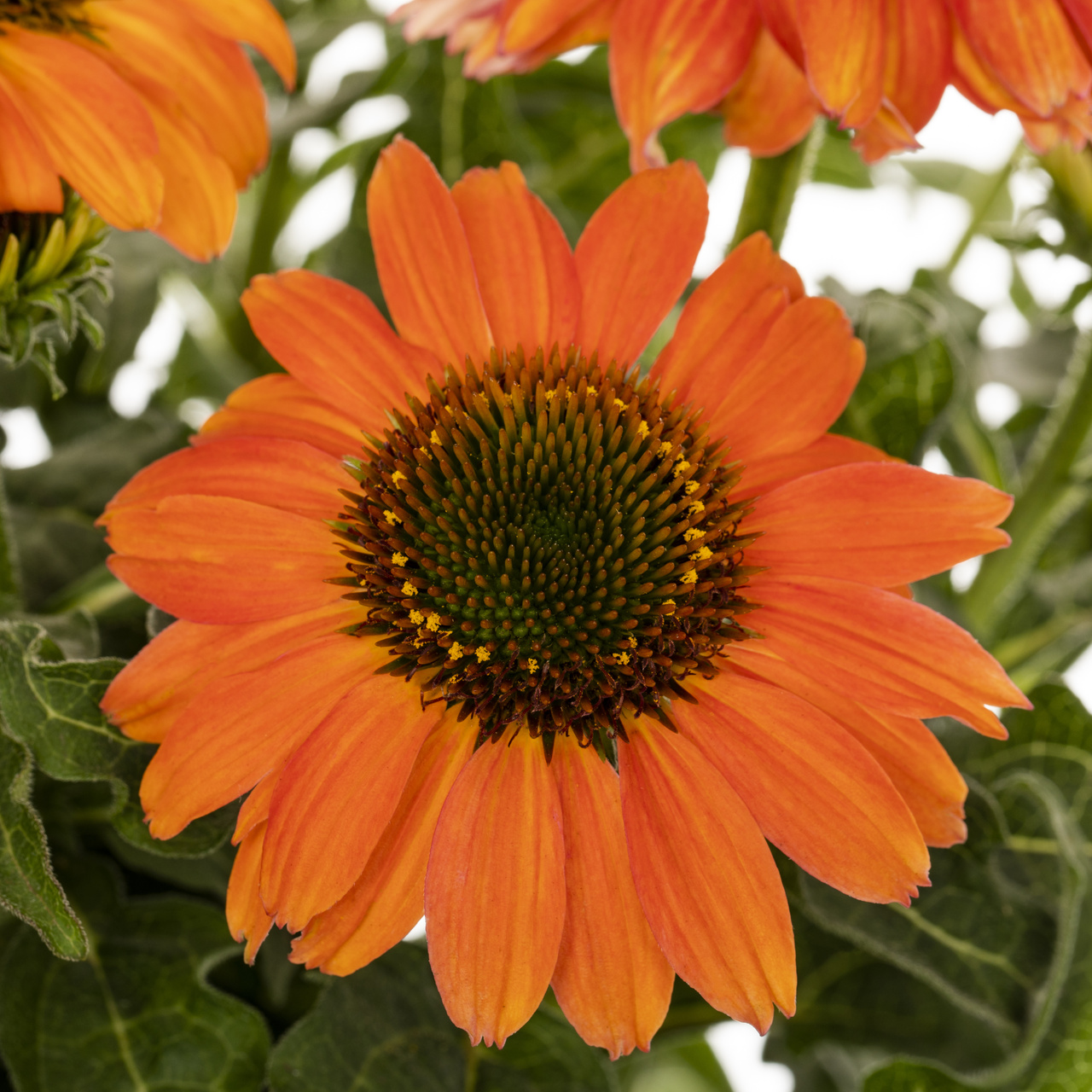 Bloomables 2QT Orange Echinacea Artisan Live Plant