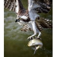 thumbnail image 2 of Huang, Tao 12x13 Black Ornate Wood Framed with Double Matting Museum Art Print Titled - Osprey, 2 of 4