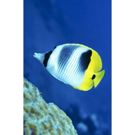 - A Butterflyfish swims up along a coral reef Papua New Guinea Canvas Art - Michael WoodStocktrek Images (23 x 35)