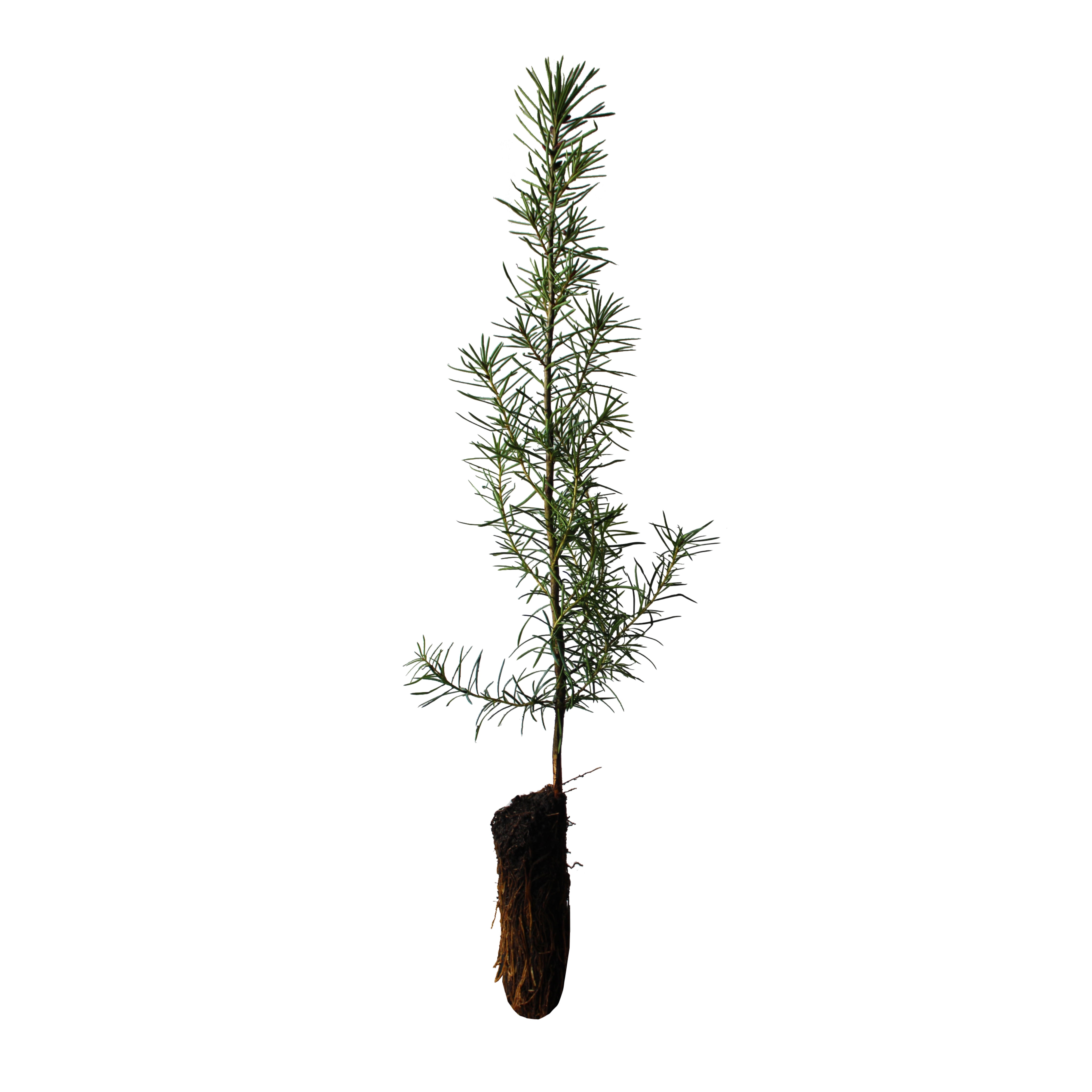 douglas fir tree seedlings for sale douglas fir tree seedlings for sale