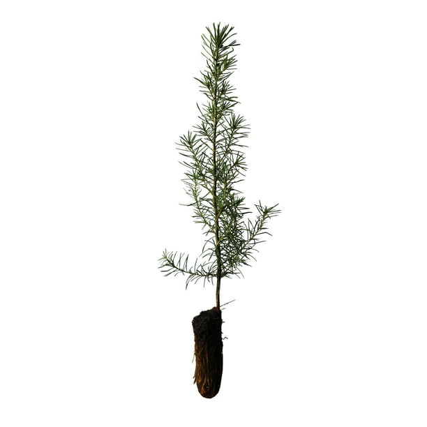 Douglas Fir Small Tree Seedling The Jonsteen Company