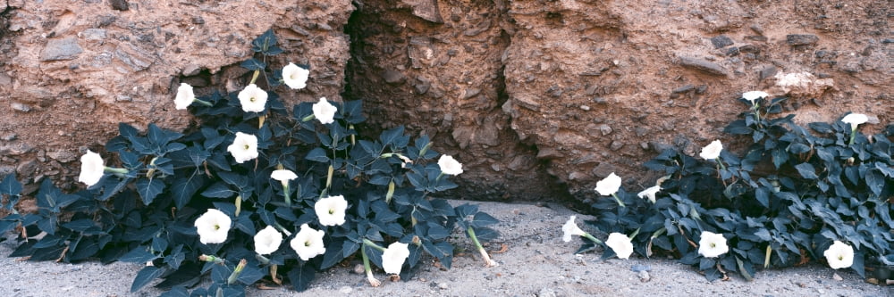 Darura Blooms After