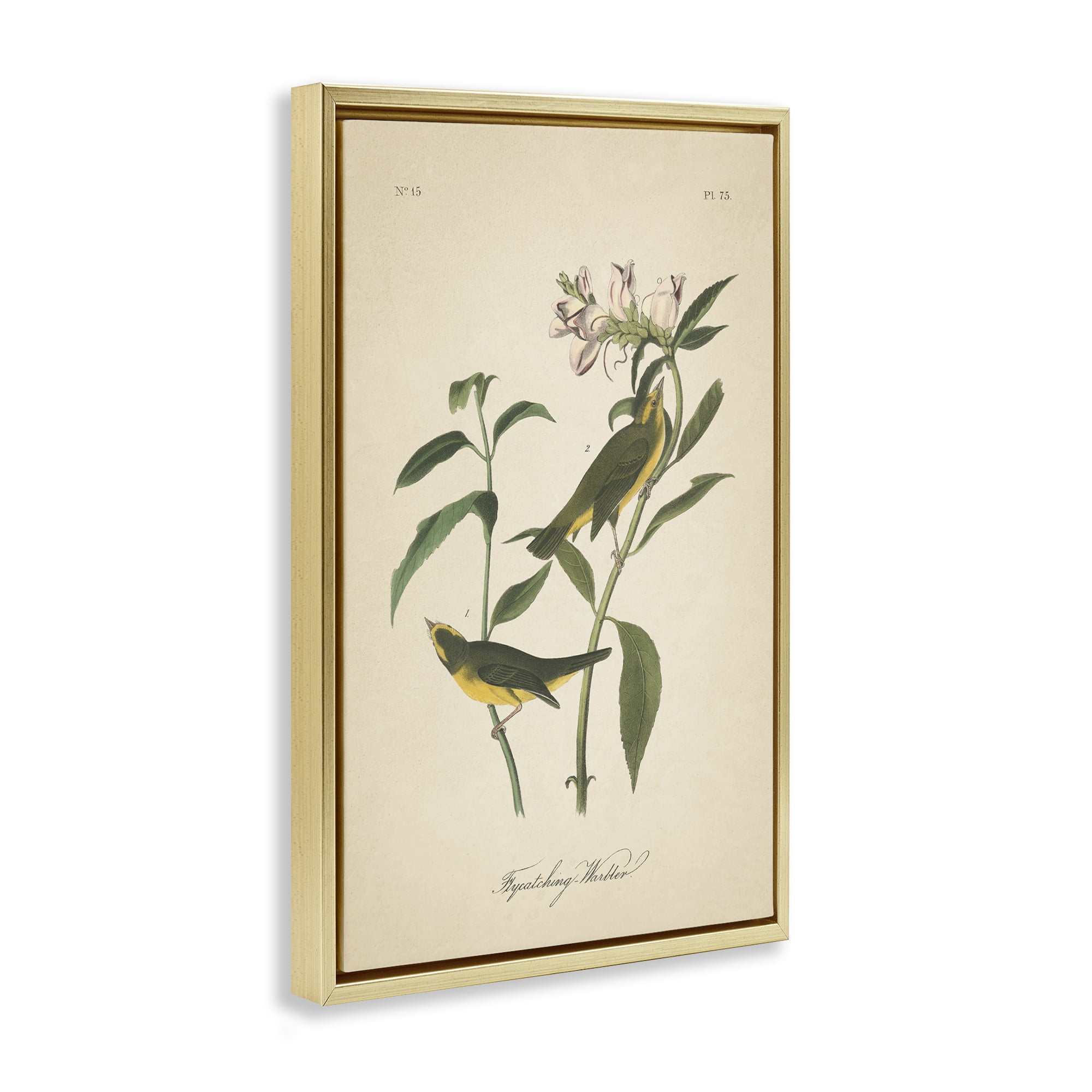 Stupell Industries Vintage Warbler Diagram Animals & Insects Painting Gold Floater Framed Canvas Art Print Wall Art, 17 x 25