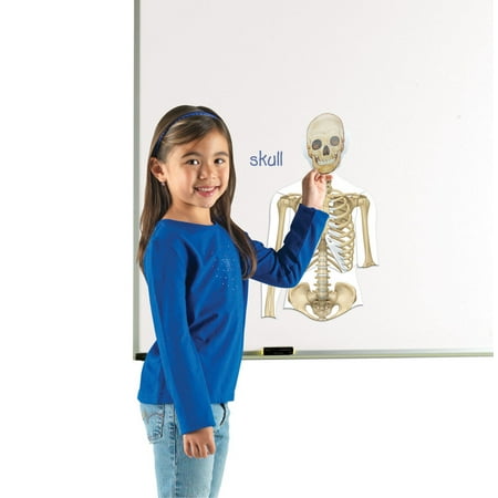 UPC 765023060447 product image for Learning Resources Magnetic Human Body  Skeletal System and Muscular Systyem | upcitemdb.com