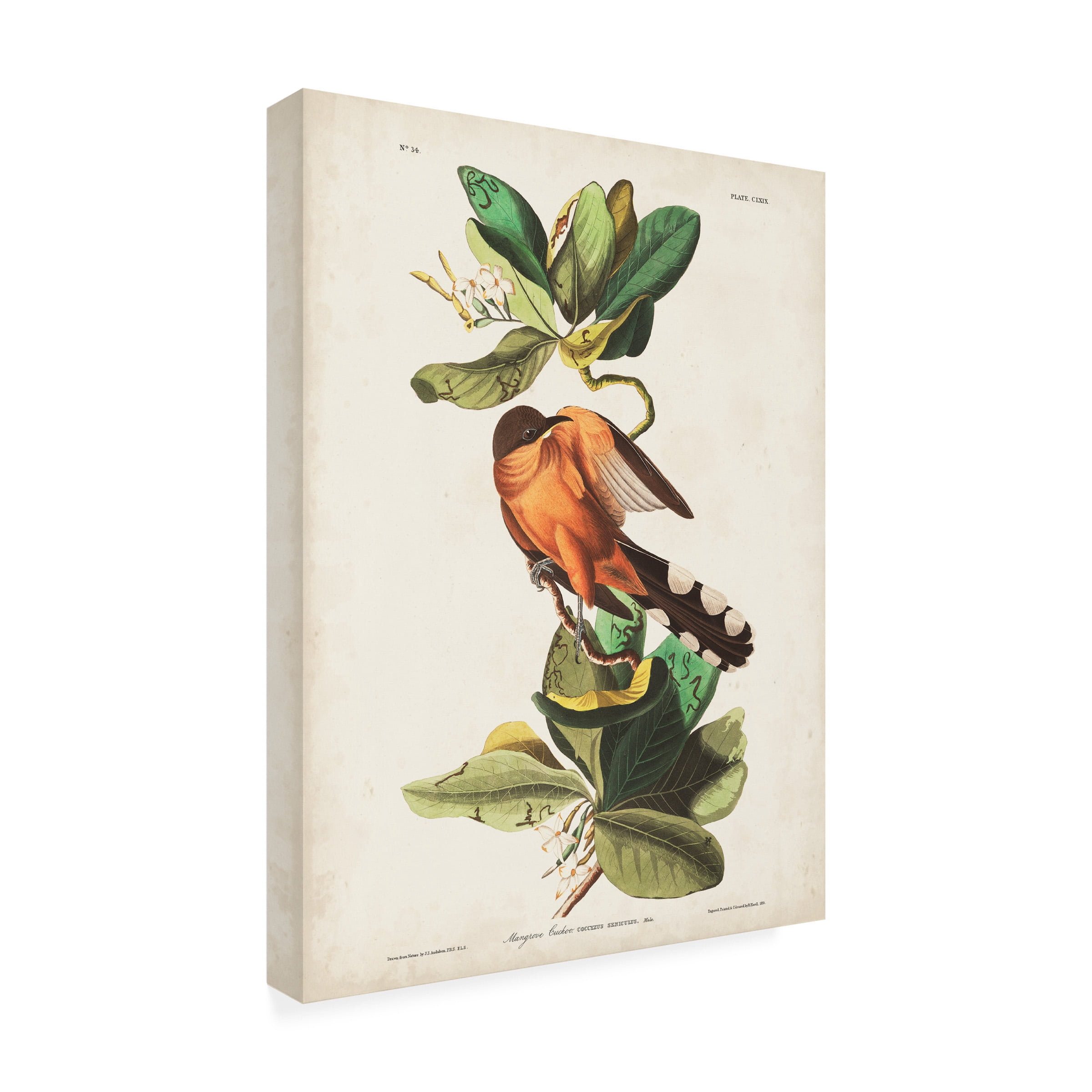 John James Audubon 'Mangrove Cuckoo' Canvas Art