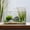 3 Gallon, variant on 3 Gallon Frameless Glass Aquarium for Bettas, Goldfish, Snails, Shrimp and Aquatic Plants
