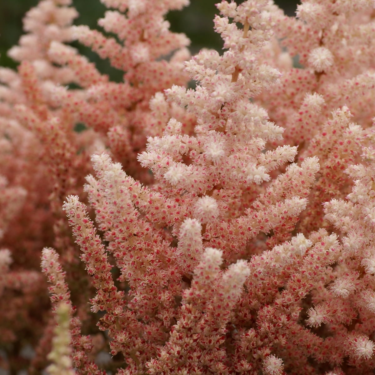 Van Zyverden Astilbe Exclusive Sara's Coral 5 Roots Orange Partial Shade Perennial Pollinator 2 lbs
