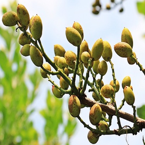 Bulk Roasted And Salted Pistachios 25 Pound Wholesale Box - New Fresh Nuts In Shell